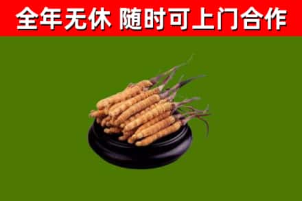 开平烟酒回收冬虫夏草.jpg