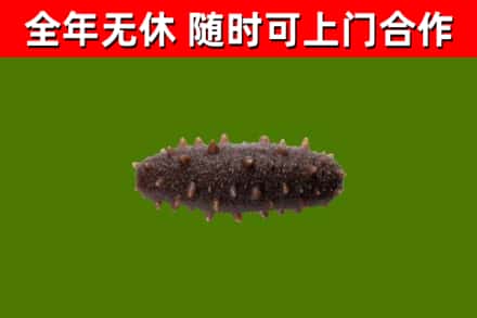 开平烟酒回收干海参.jpg